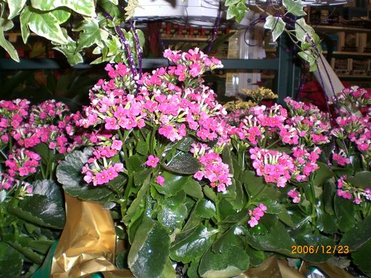 Resize of CIMG0267.JPG